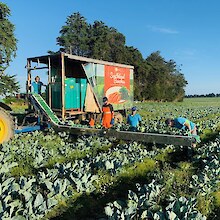 Vegetable Conveyor